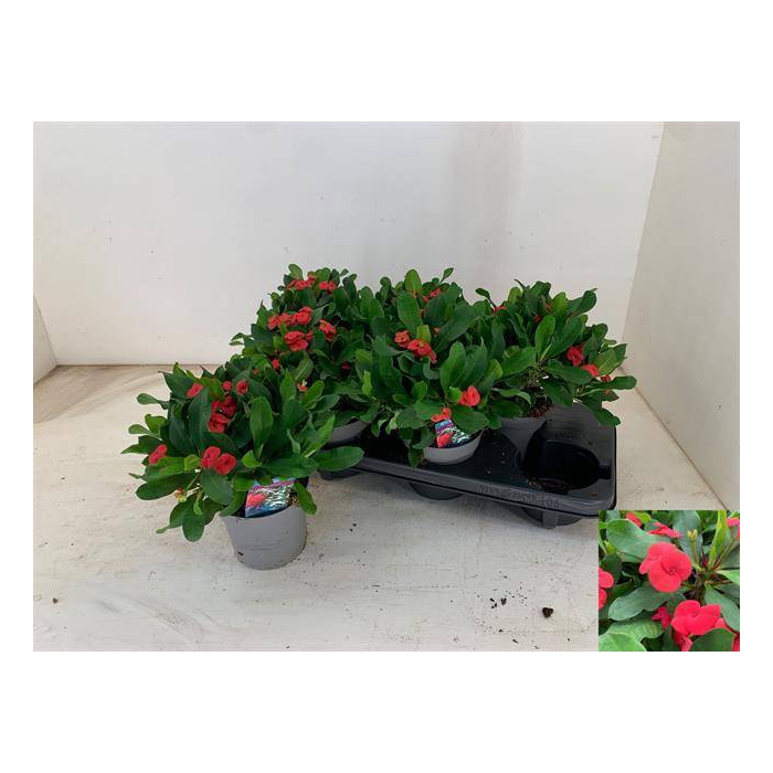 <h4>Euphorbia Milii Vulcanus (Cites) 13Ø 28cm</h4>