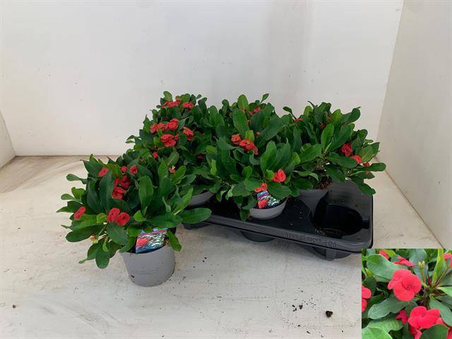 Euphorbia Milii Vulcanus (Cites) 13Ø 28cm