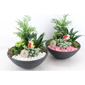 arr2 PL - Ebbischaal L - roze/wit