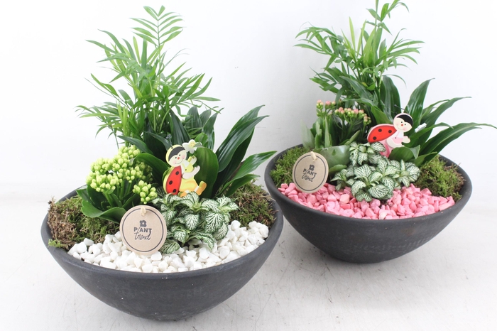 <h4>arr2 PL - Ebbischaal L - roze/wit</h4>