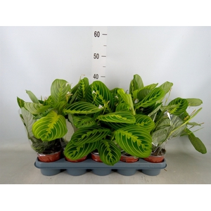 Maranta leuc. 'Lemon'