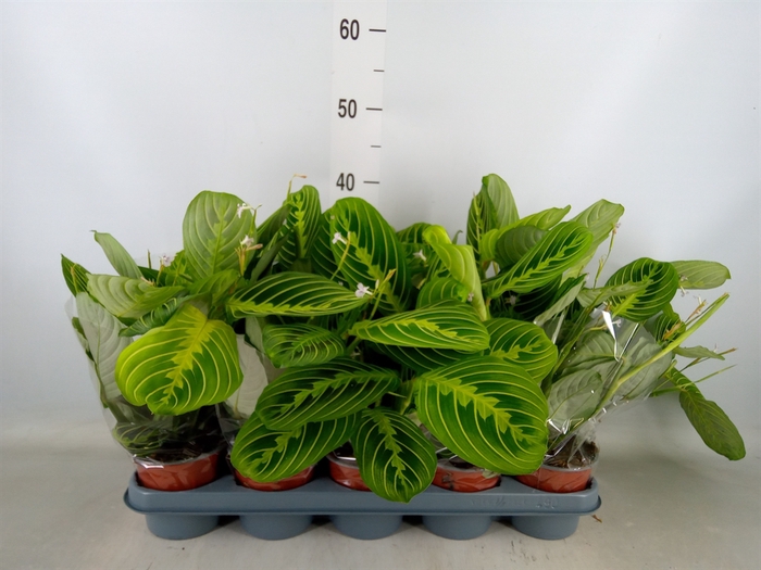 <h4>Maranta leuc. 'Lemon'</h4>