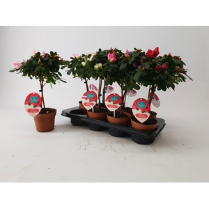 Azalea 13 cm stam mix Mimesis