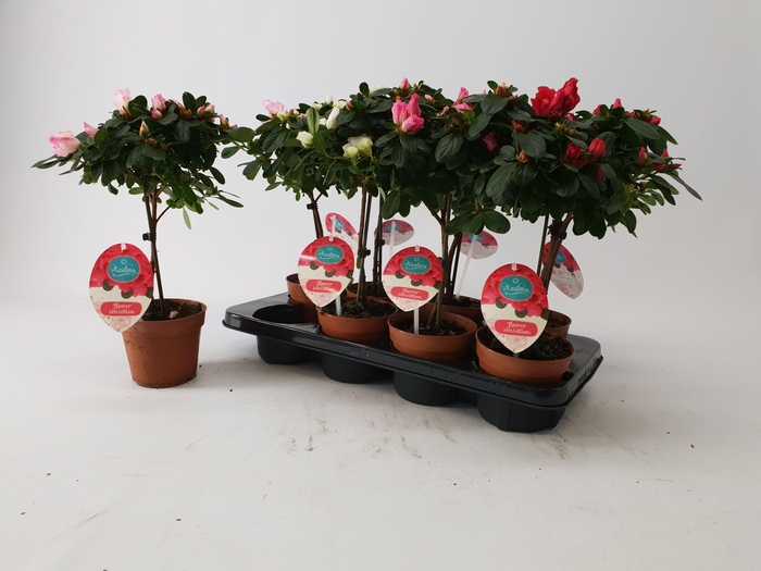 <h4>Azalea 13 cm stam mix Mimesis</h4>