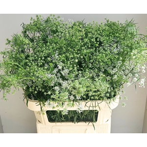 AMMI MAJUS