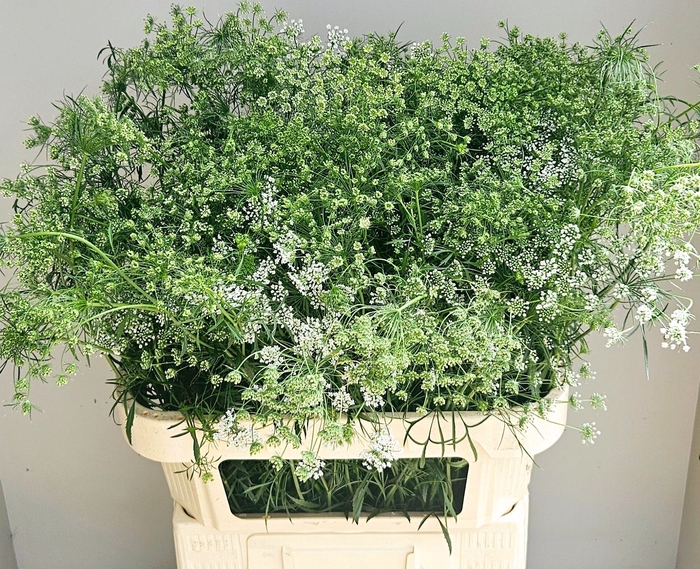 <h4>AMMI MAJUS</h4>