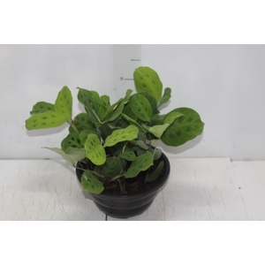 MARANTA LEUCONEURA MASSANGEANA C21