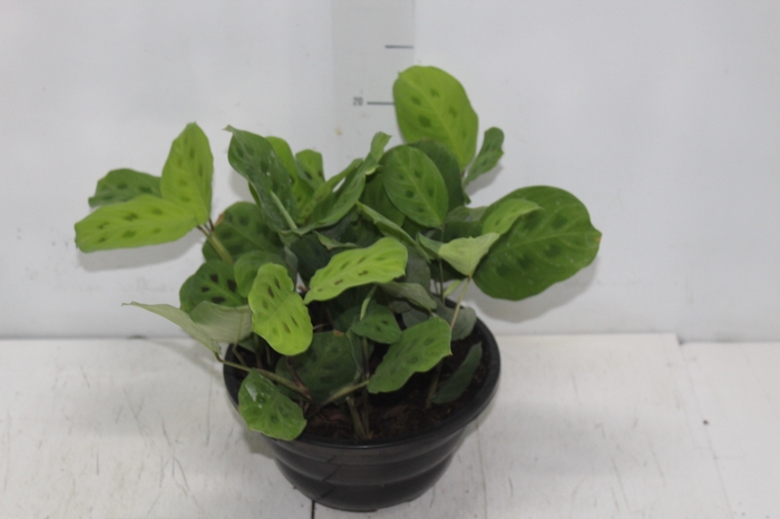MARANTA LEUCONEURA MASSANGEANA C21