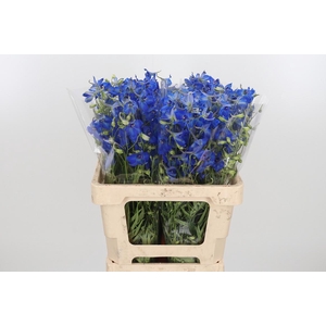 Delphinium Be Volkerfrieden