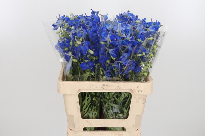 <h4>Delphinium Be Volkerfrieden</h4>