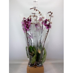 Phalaenopsis   ...