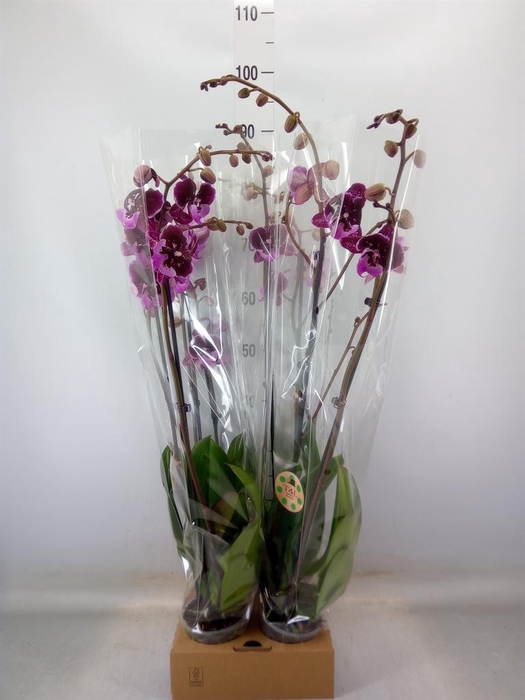 <h4>Phalaenopsis   ...</h4>