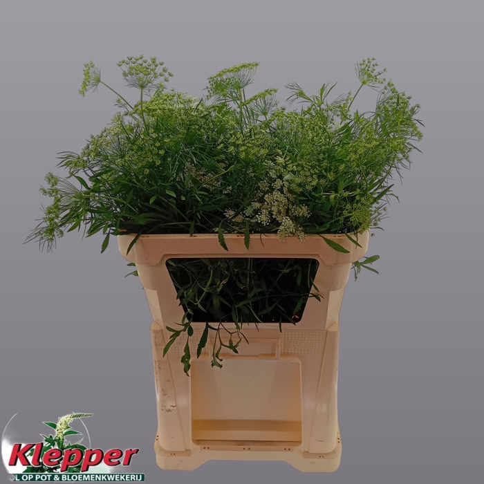 <h4>AMMI MAJUS GRACELAND</h4>