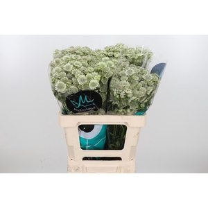 Astr Billion Star Xl