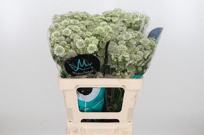 <h4>Astr Billion Star Xl</h4>