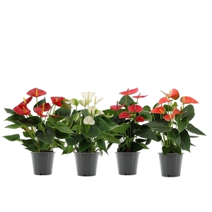 Anthurium 4 color mix in transparant sleeve