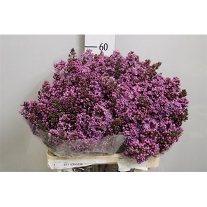 Syr V Dark Koster 4+