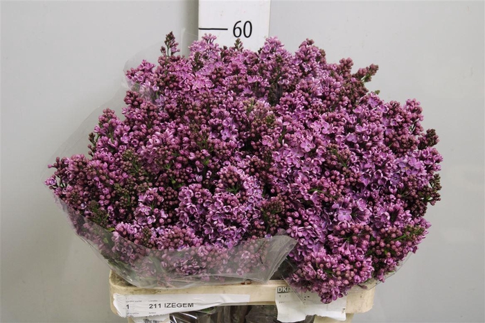 <h4>Syr V Dark Koster 4+</h4>