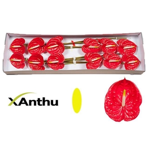 Anth. andr Tropical x12