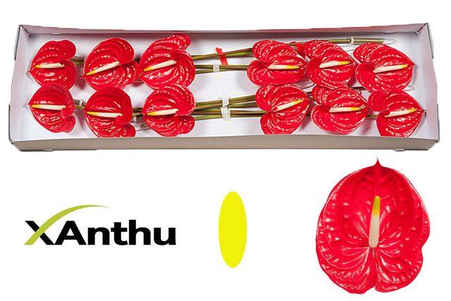 <h4>Anth.Tropical x12</h4>
