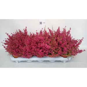 Erica gracilis   ...red