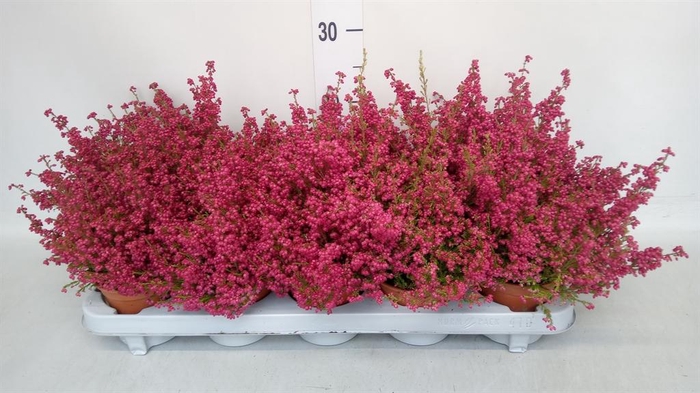 <h4>Erica gracilis ...red</h4>