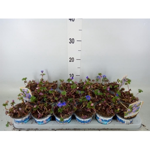 Anemone blanda 'Blue Shades'