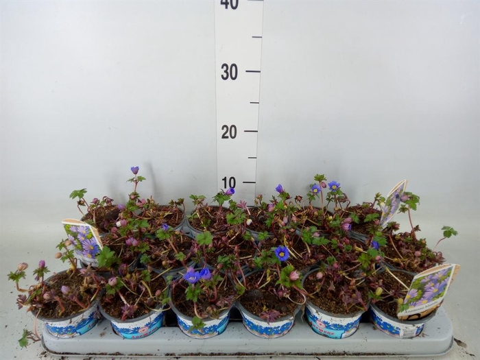 <h4>Anemone blanda 'Blue Shades'</h4>