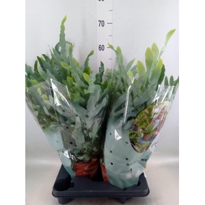 Phlebodium aureum 'Blue Star'