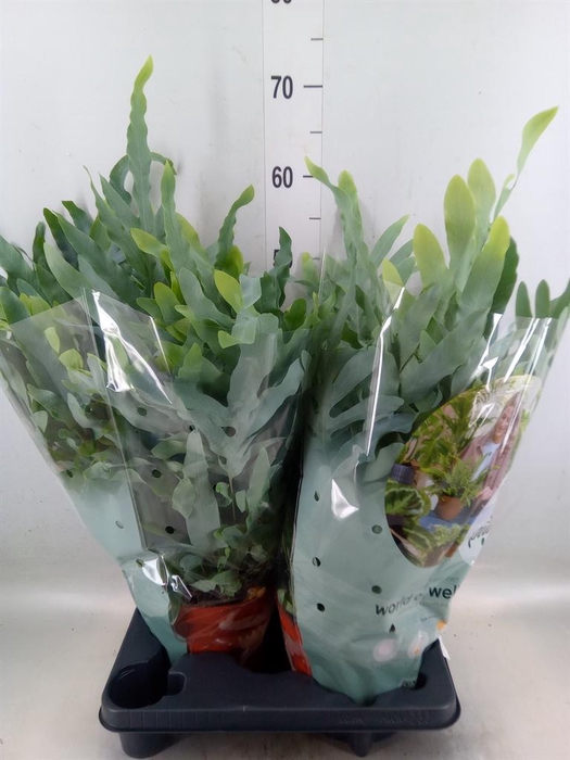 <h4>Phlebodium aureum 'Blue Star'</h4>