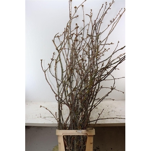 Prunus Serrulata 150cm P Stem