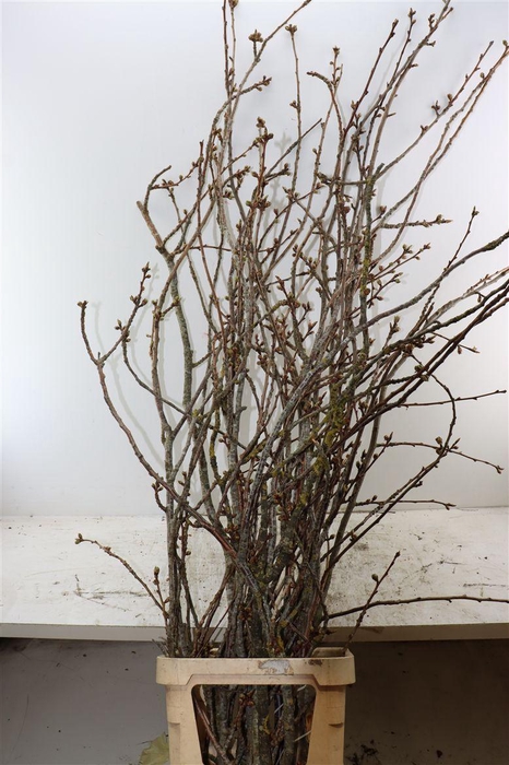 <h4>Prunus Serrulata 150cm P Stem</h4>