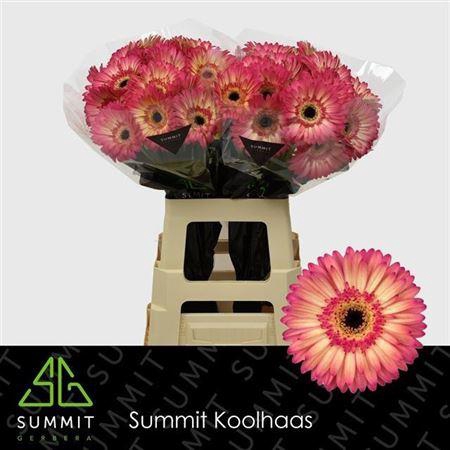 <h4>Ge Gr Hippie Chic</h4>