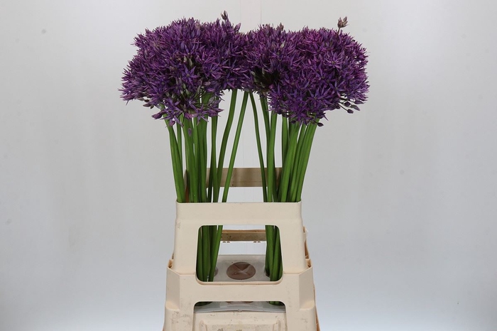 <h4>Allium  'Jackpot'</h4>