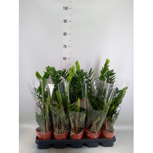 Zamioculcas zamiifolia