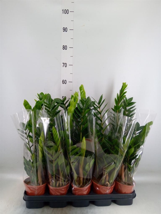 <h4>Zamioculcas zamiifolia</h4>