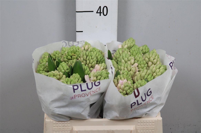 <h4>Hyac China Pink</h4>