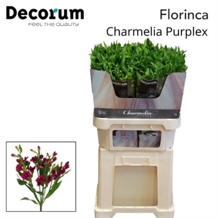 Alst Fl Charme Purplex