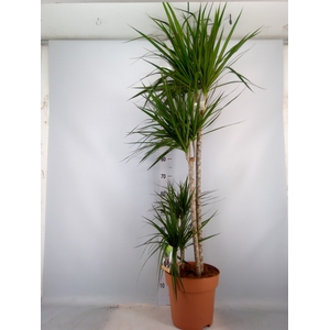 Dracaena marg.
