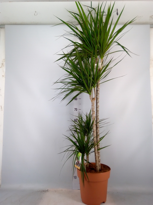<h4>Dracaena marg.</h4>