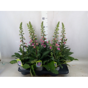 Digitalis   ...