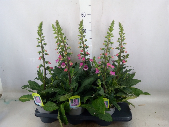 <h4>Digitalis   ...</h4>