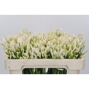 Agapanthus EYFORI White