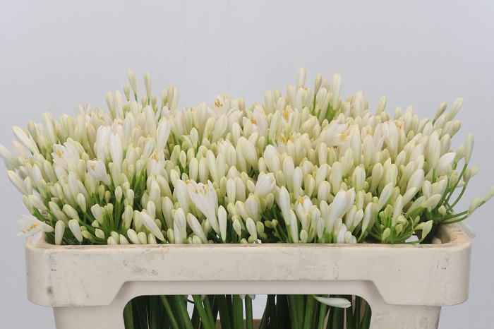 <h4>Agapanthus EYFORI White</h4>