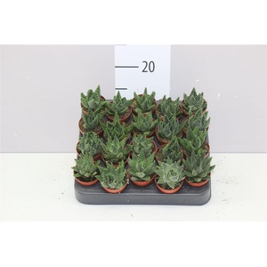 Haworthia Margaritifera