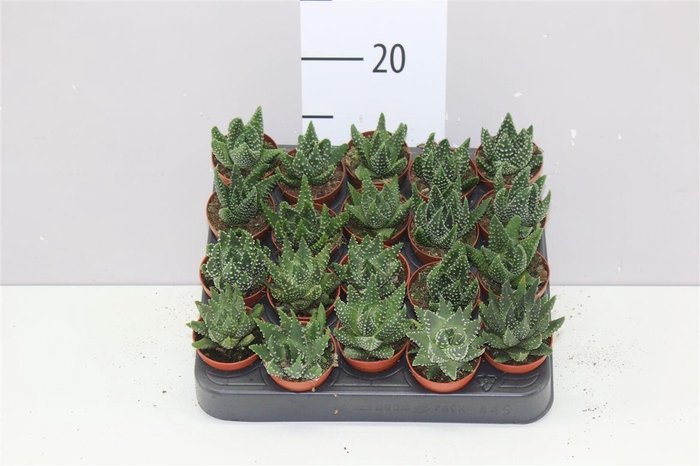 <h4>Haworthia Margaritifera</h4>