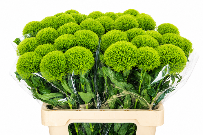 <h4>Dianthus Br Kiwi Mellow</h4>