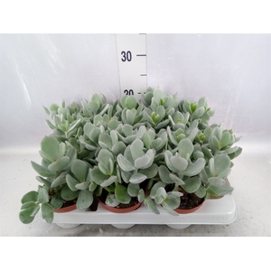 Cotyledon  'Coral'