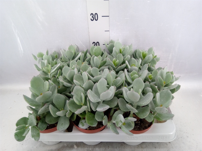 <h4>Cotyledon  'Coral'</h4>
