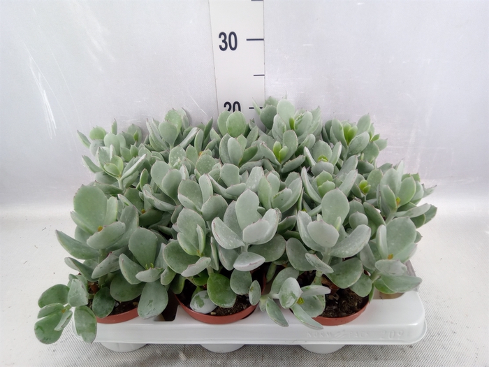 Cotyledon  'Coral'